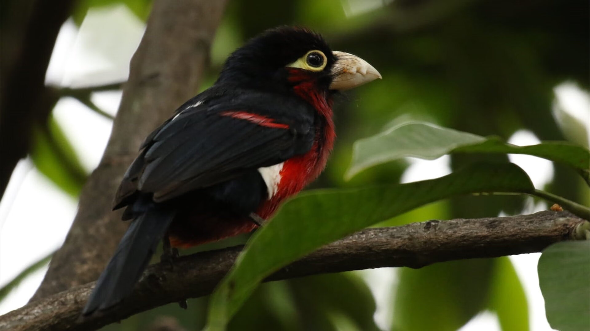 意大利在国家联赛中2-1击败克罗地亚，锁定小组第一。，意大利vs克罗地亚历史战绩