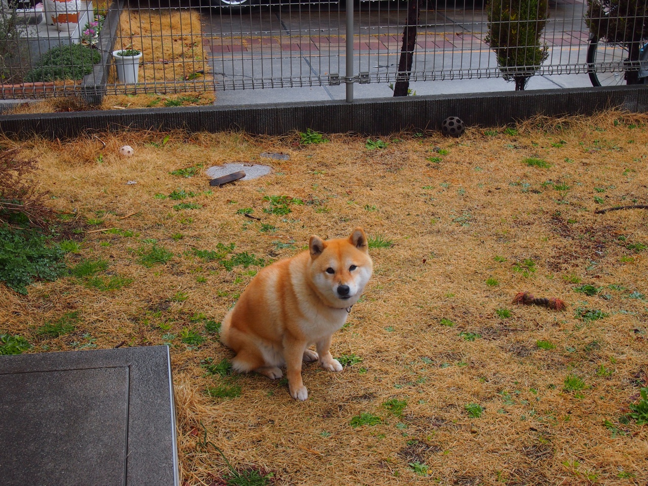 拜仁锋线新星持续发光，成为欧洲最具潜力的年轻球员，拜仁横扫欧洲