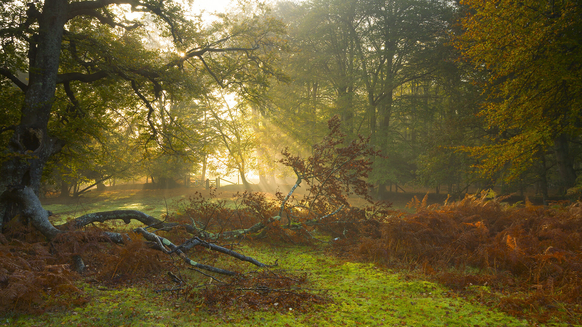 开云体育-“粉丝狂欢夜，赛事现场气氛火爆，赢得无数荣耀”，粉丝活动中心官网