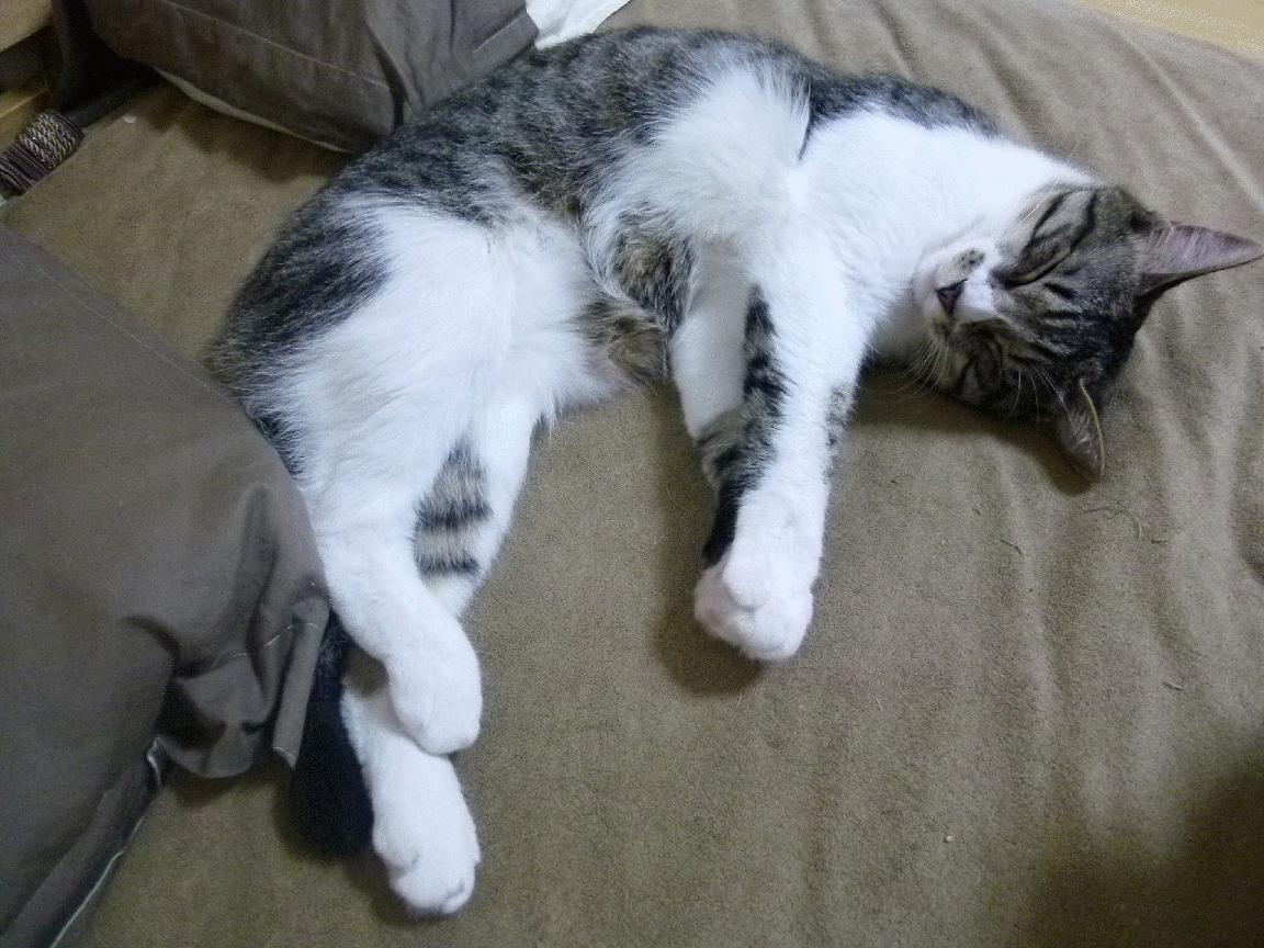 kaiyun登录入口-《Valorant新星崛起，逆袭冠军让人震惊》，valorant新英雄技能