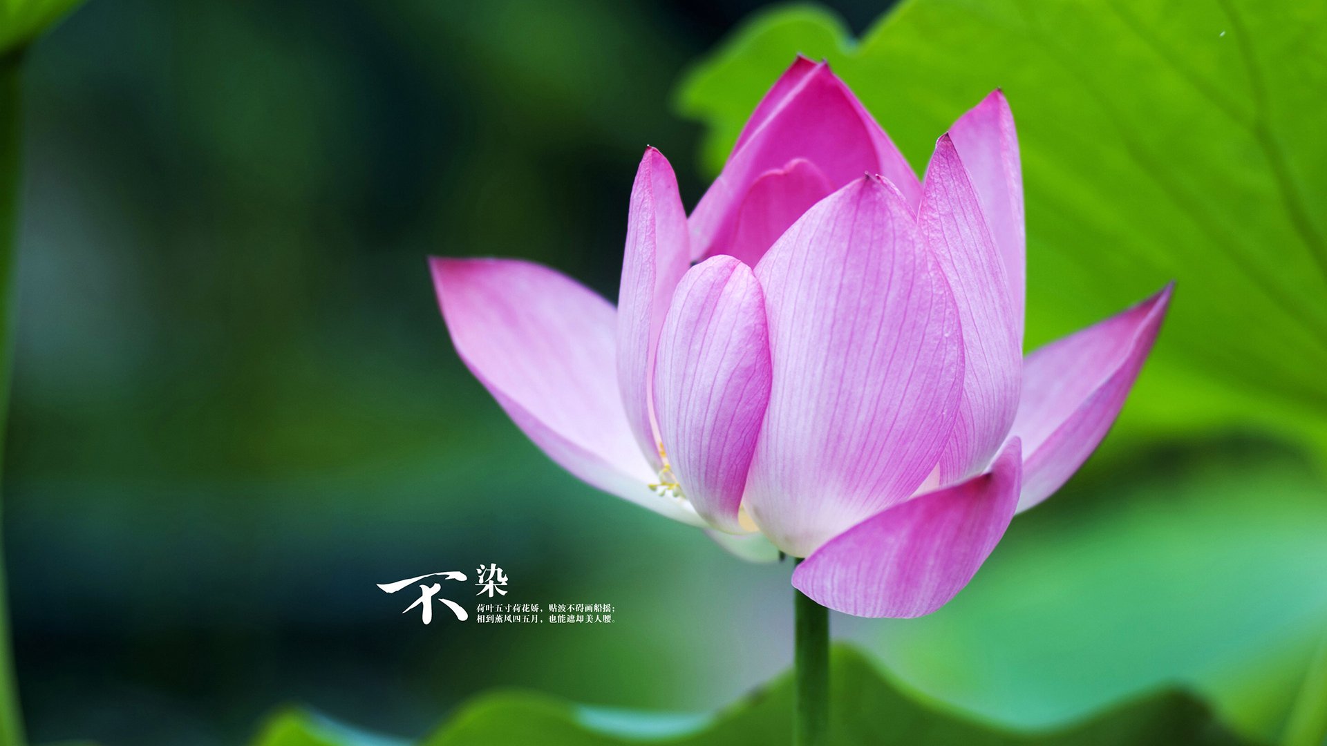 kaiyun开云·官方网站-史上最大“黑马队”逆袭欧洲之巅，世界上最大的黑马王子